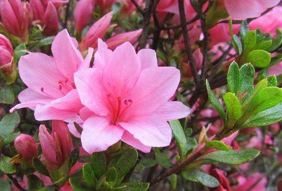 花卉大全500种杜鹃花,草本杜鹃花图片欣赏及介绍