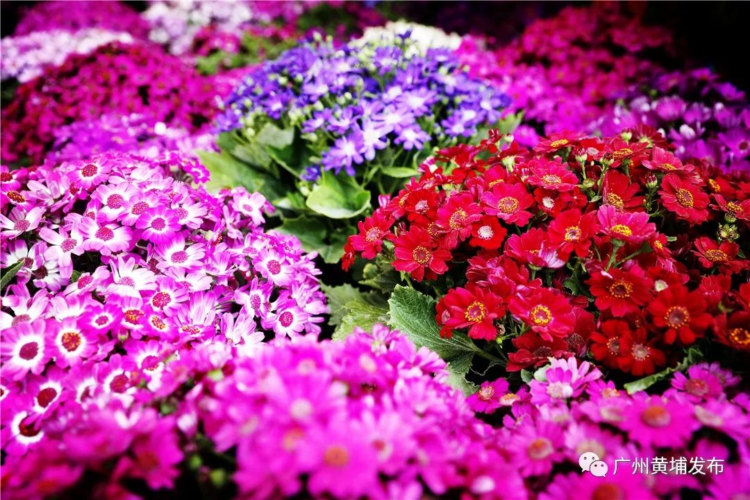 广州黄埔花市2023年什么时候开始,2020年黄埔花市