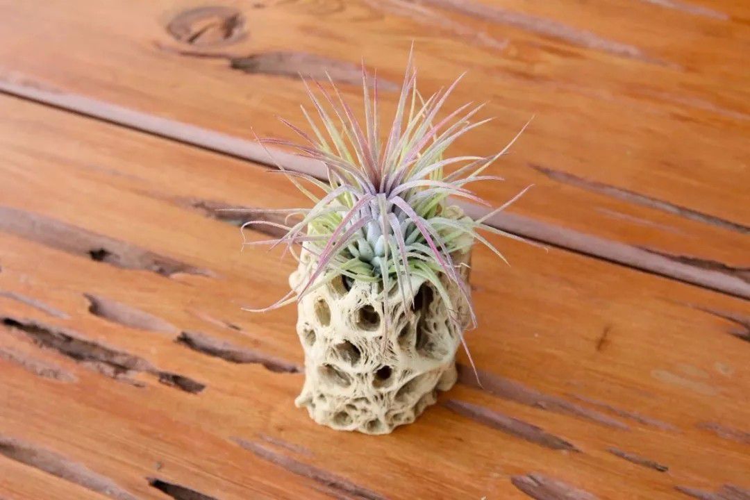 办公室大型盆栽植物大全,办公室不怕冻的绿植盆栽有哪些