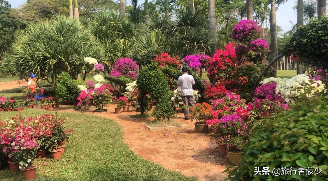 莲花山情侣约会5大圣地,深圳莲花山约会