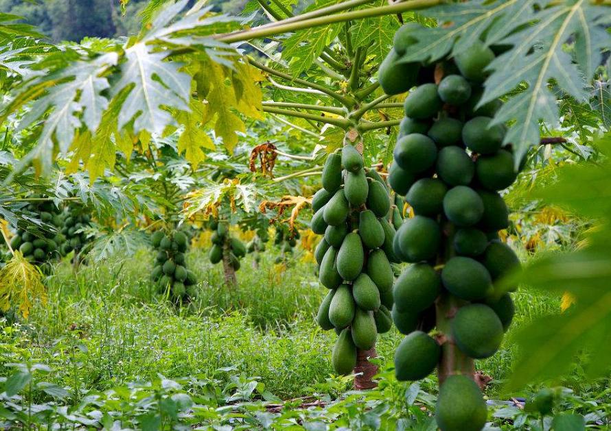 木瓜怎样判断新不新鲜,怎么判断木瓜的好坏