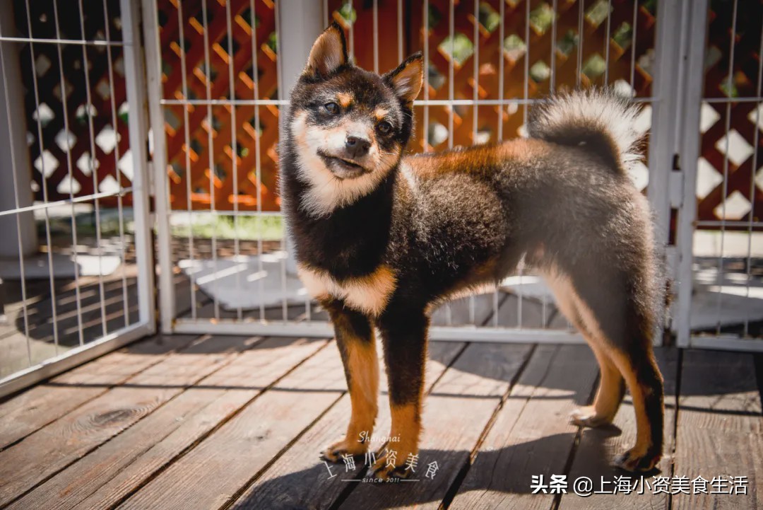 豆柴犬幼犬直播,豆柴是一只非常可爱的小狗