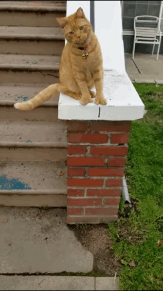 给猫剪指甲指甲劈开了有没有事了,给猫猫剪指甲失误