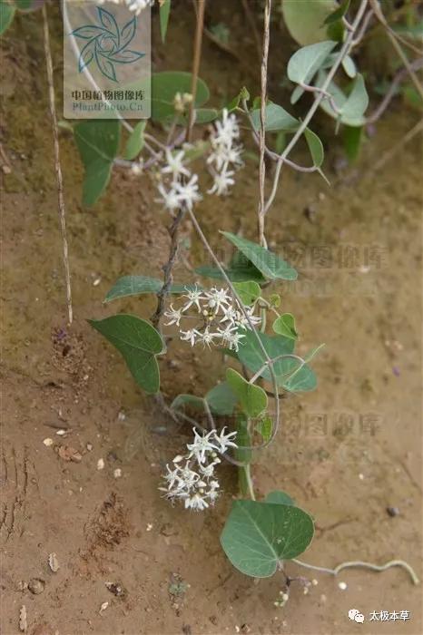 鹅绒藤是草本吗,鹅绒藤汁液