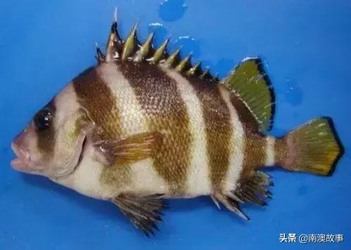 南澳渔民捕鱼视频,南澳渔民出海