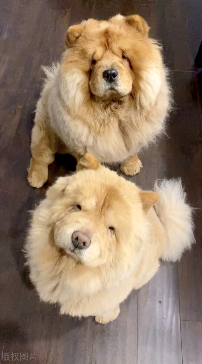 生活中松狮犬的养护须知是什么,松狮犬该怎么养这篇文章为你解读