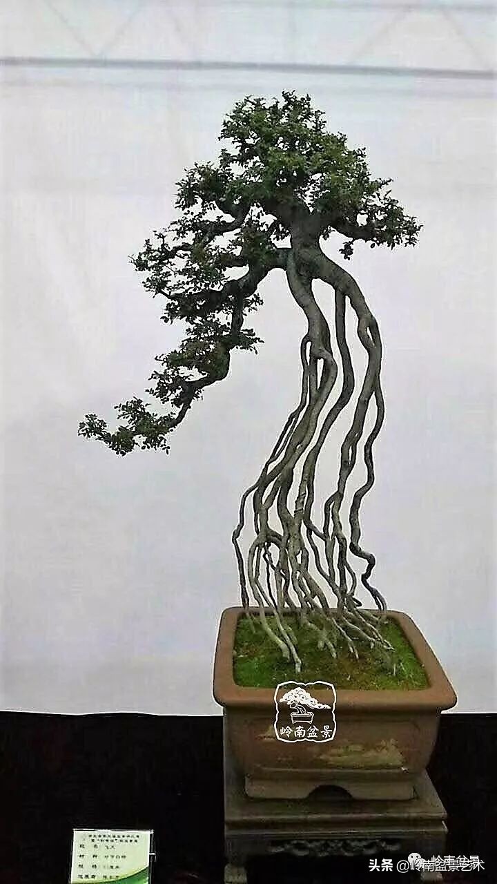 以根代杆下细上粗式盆景图片,十种适合吊着养的盆景