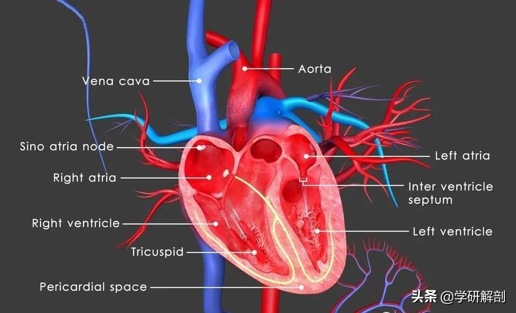 人体解剖学原理与知识,人体解剖学九大分区图