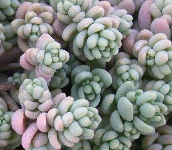 多肉植物姬星美人怎么养,姬星美人开花了要剪掉吗