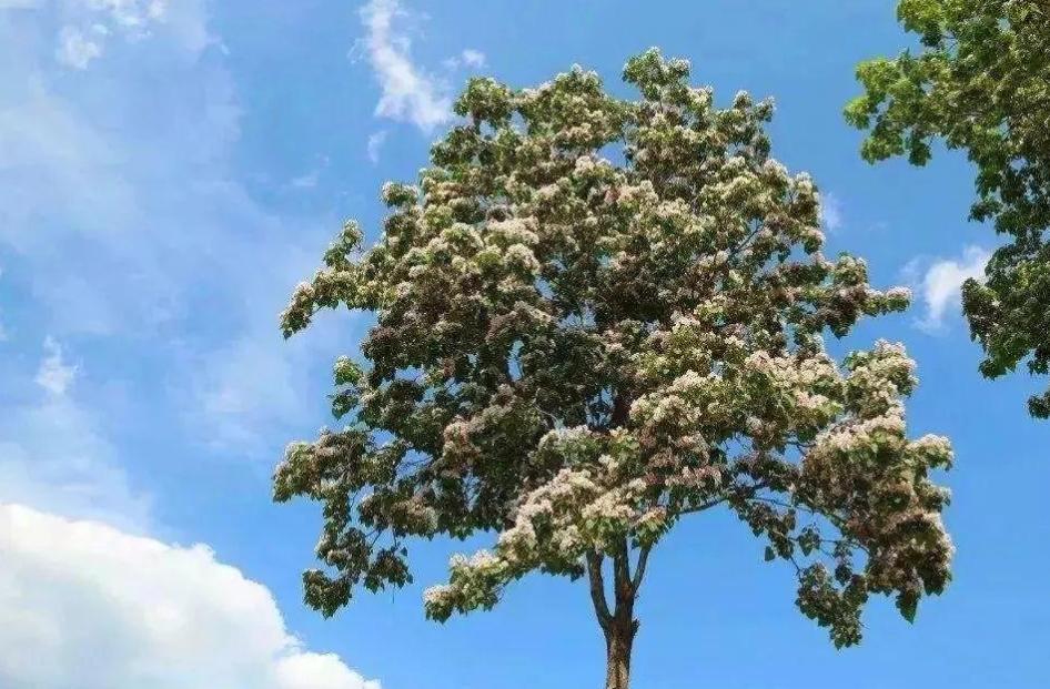 楸树苗的市场前景,楸树发展