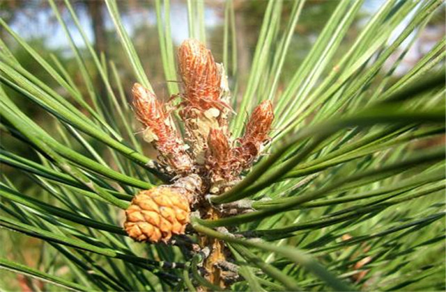 马尾松苗培育方法,马尾松培育基地