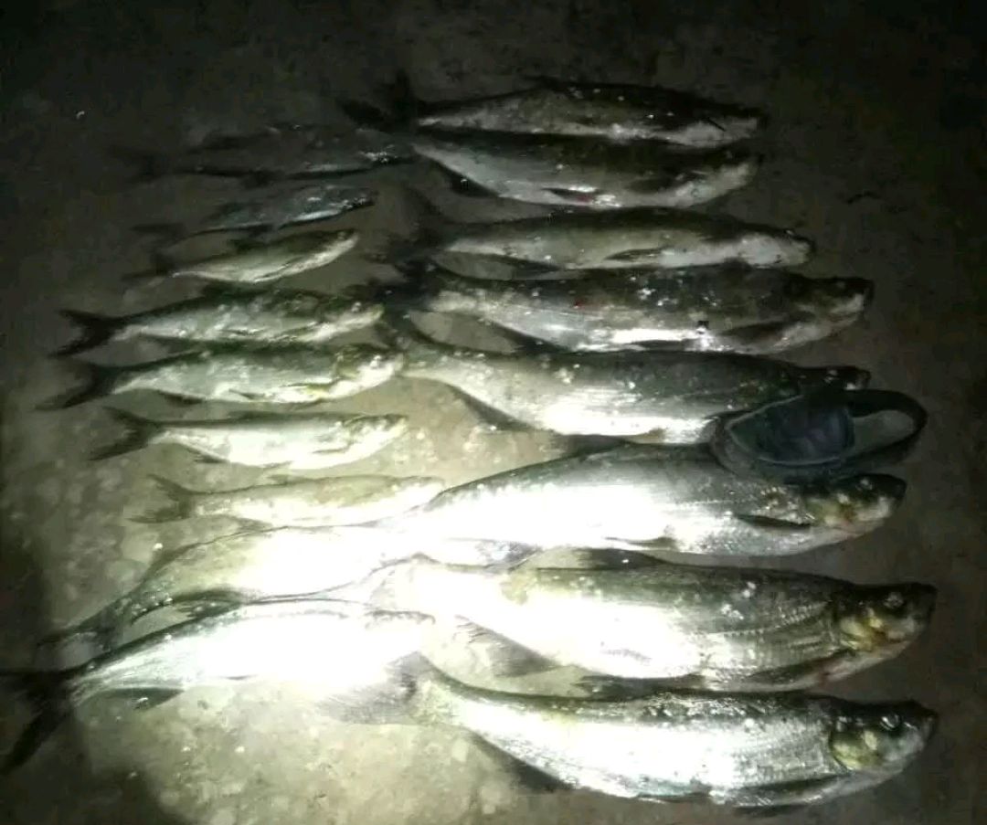 野钓放生泥鳅视频,大量泥鳅放生视频