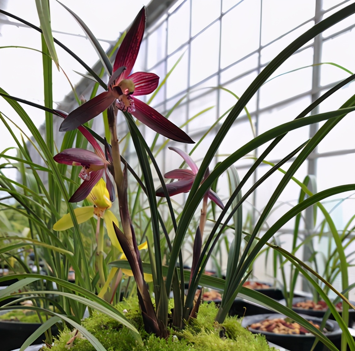 春兰几十元一苗的兰花,最香红花迷你春兰有哪些名品