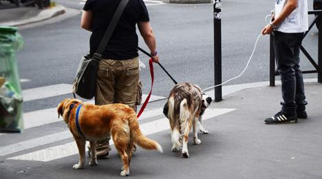 给狗狗拴上狗绳它不走怎么办,狗狗拴绳子就趴着不走