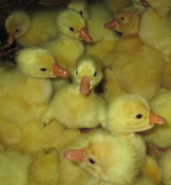 治鸭浆膜炎最好的方法,鸭浆膜炎养殖方案