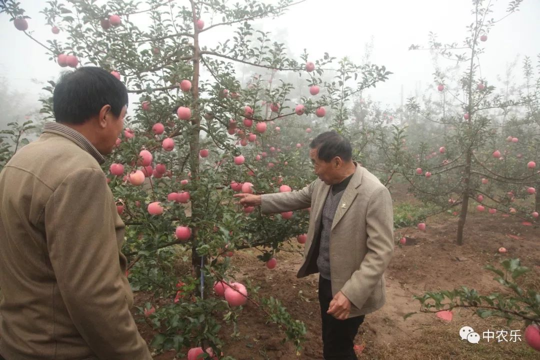 翼城工作站，树好、形好、果更好