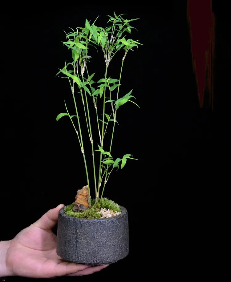 修剪过的凤尾竹长出新枝叶,修剪凤尾竹