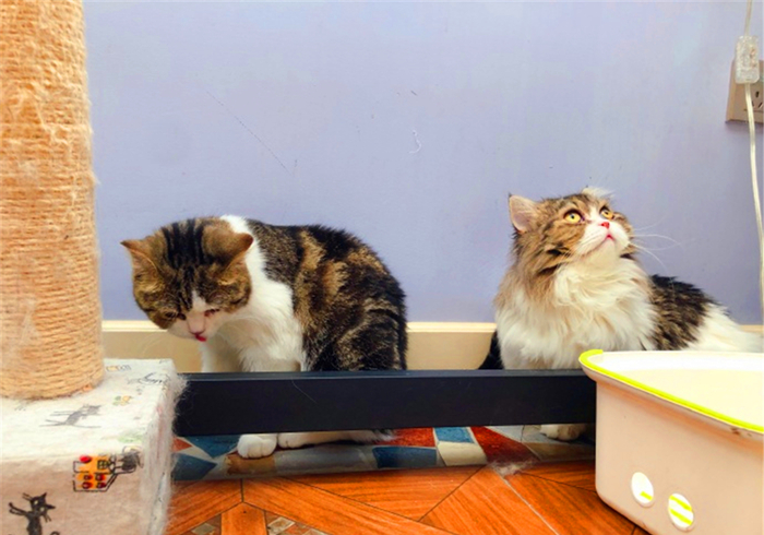 辟谣，猫咪尾巴一直不动很正常？错，不仅反常更有瘫痪风险