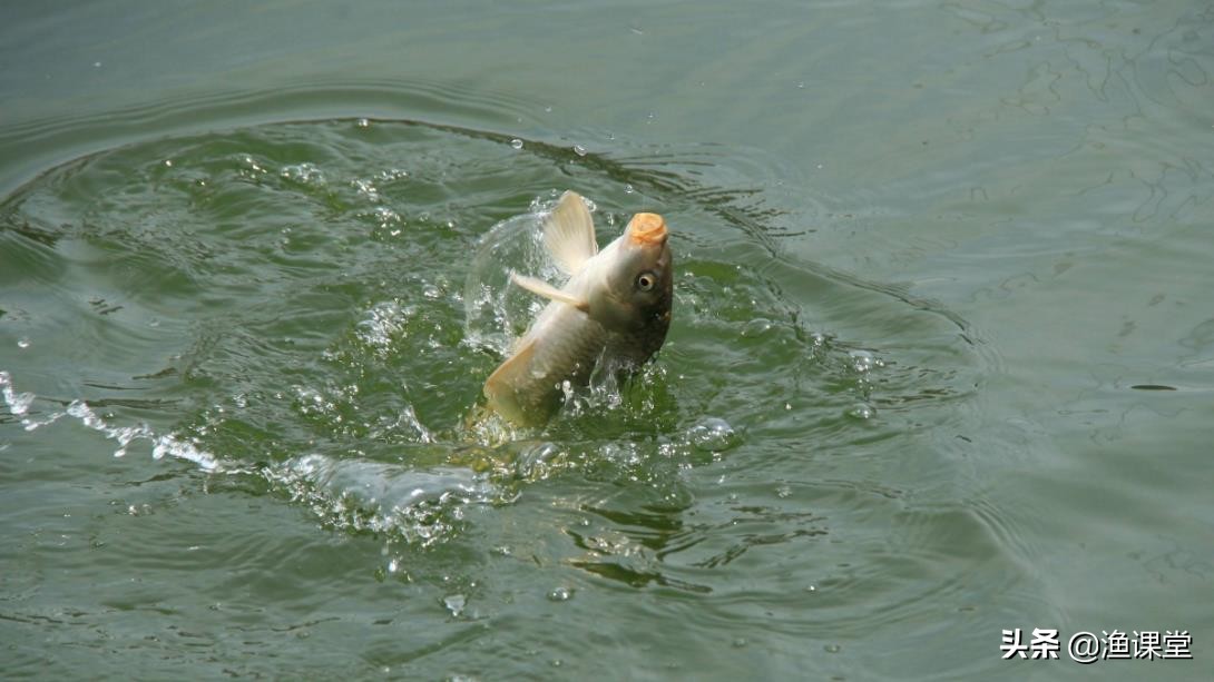 野钓中鱼后该怎么控鱼,野钓水域鱼很敏感怎么垂钓