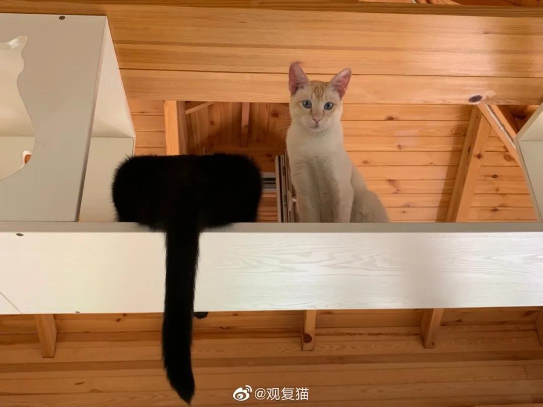 视力不好可以养黑猫吗,眼神不好的千万别养黑猫