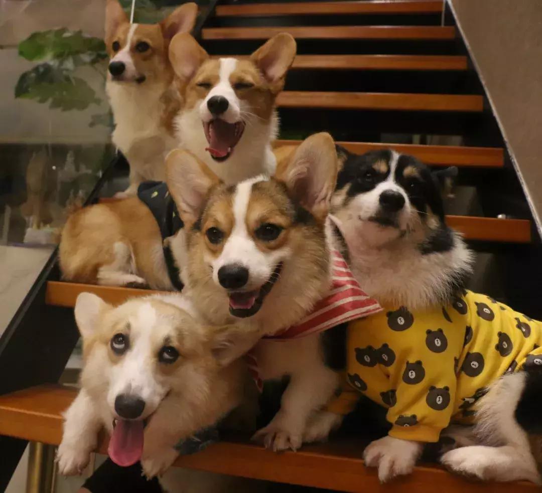 马克深圳最秀狗咖