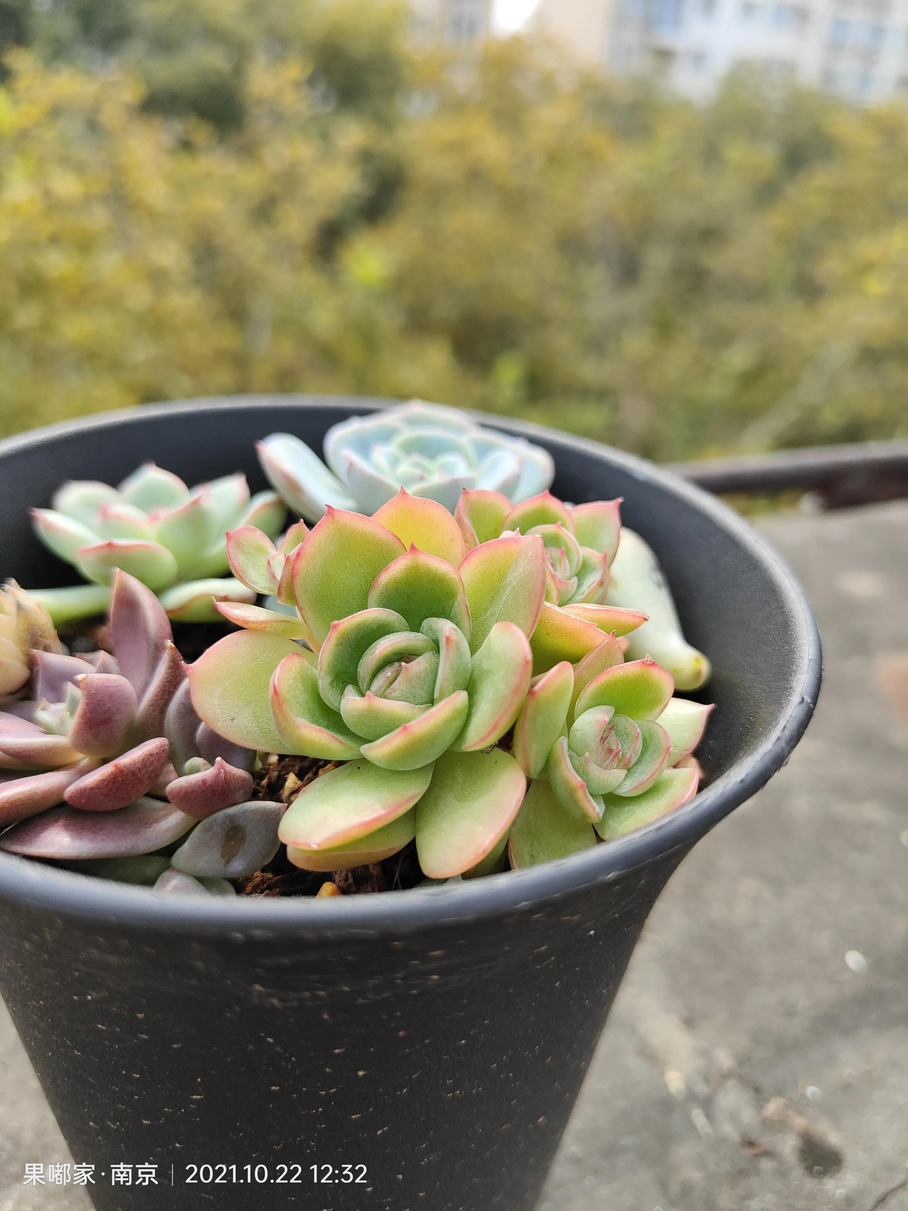 肉肉变美的季节到了,怎么把肉肉练精致