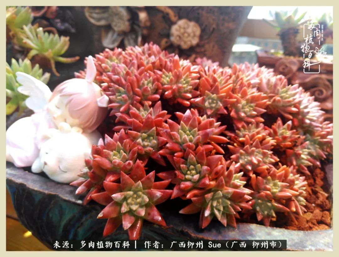 艳阳高照凉爽贵州，我要勤快地捕捉美好！（二）