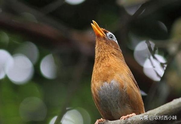 画眉鸟雏鸟15天可以直接喂饲料吗,画眉鸟饲料存放在冷冻箱里可以吗