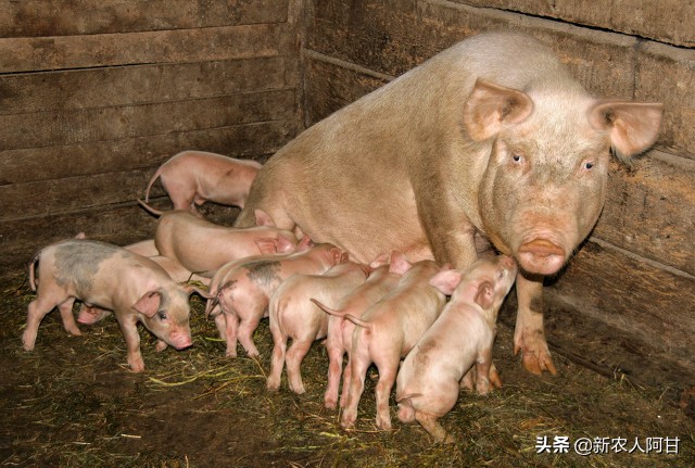 母猪与仔猪饲养最佳温度,母猪如何提高仔猪存活率