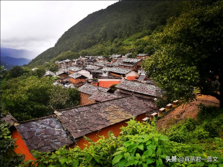 为什么大多数人都喜欢喝绿茶,为什么大多数人喜欢喝绿茶