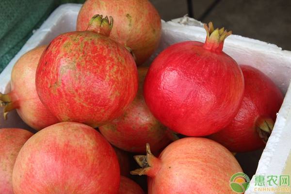 石榴种植技术和管理,石榴的栽培管理需要注意什么