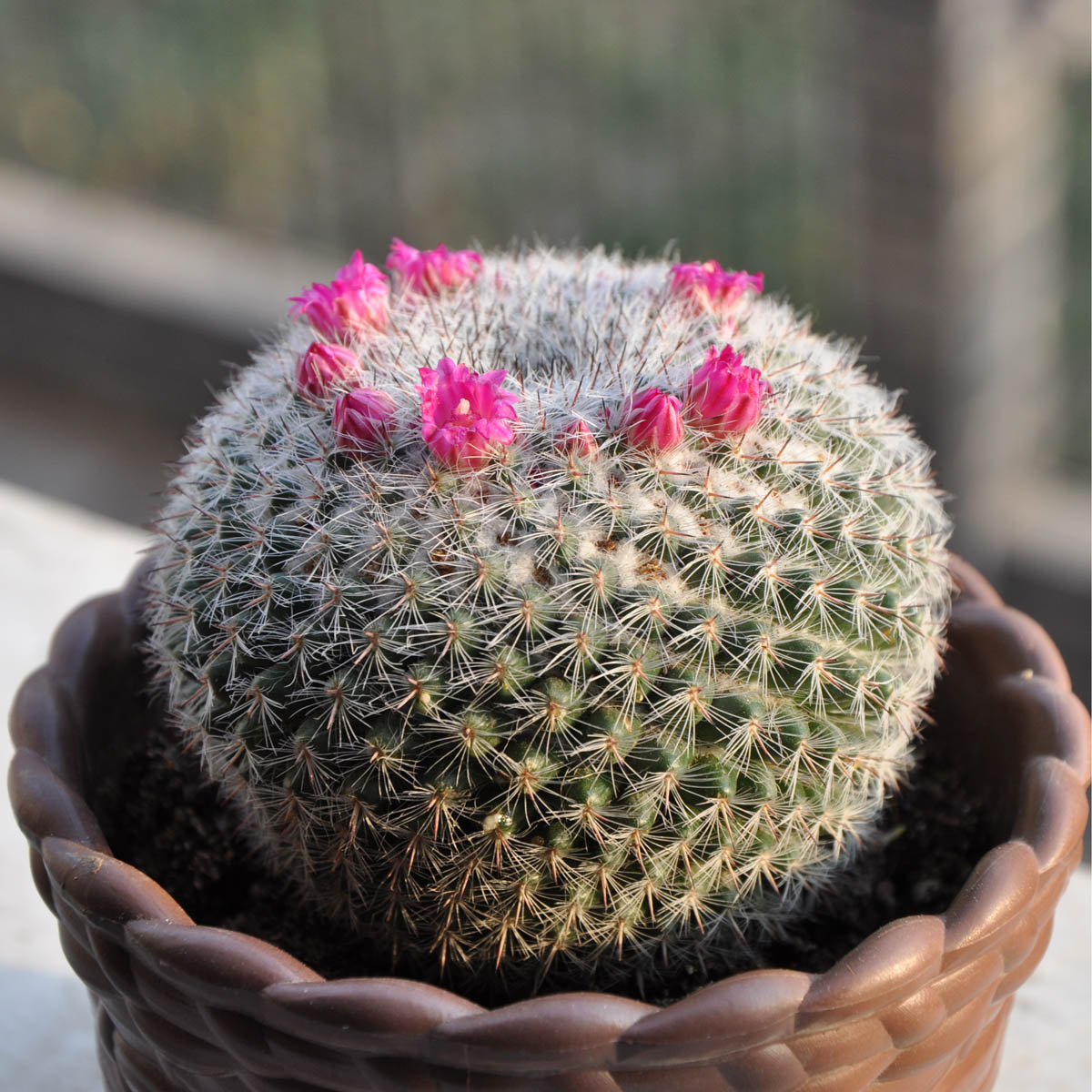 品种大全丨30个仙人球品种图鉴，每个都可爱肉萌到想要全部搬回家