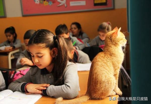 流浪猫托付孩子给人类被嫌弃,托比猫被主人遗弃