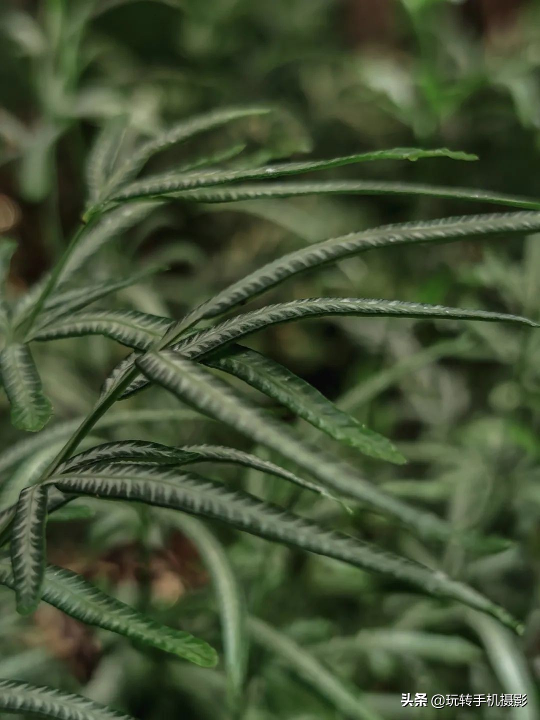 小米手机拍不了横屏照片,小米手机拍不出原有颜色