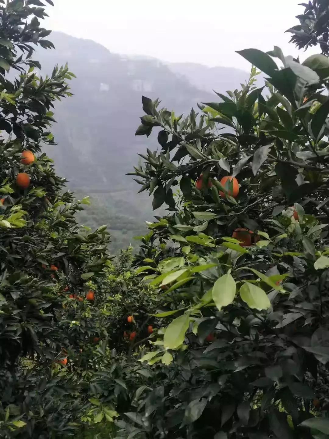 湖北秭归脐橙跟江西甜橙哪个好吃,秭归伦晚脐橙新鲜甜橙9斤