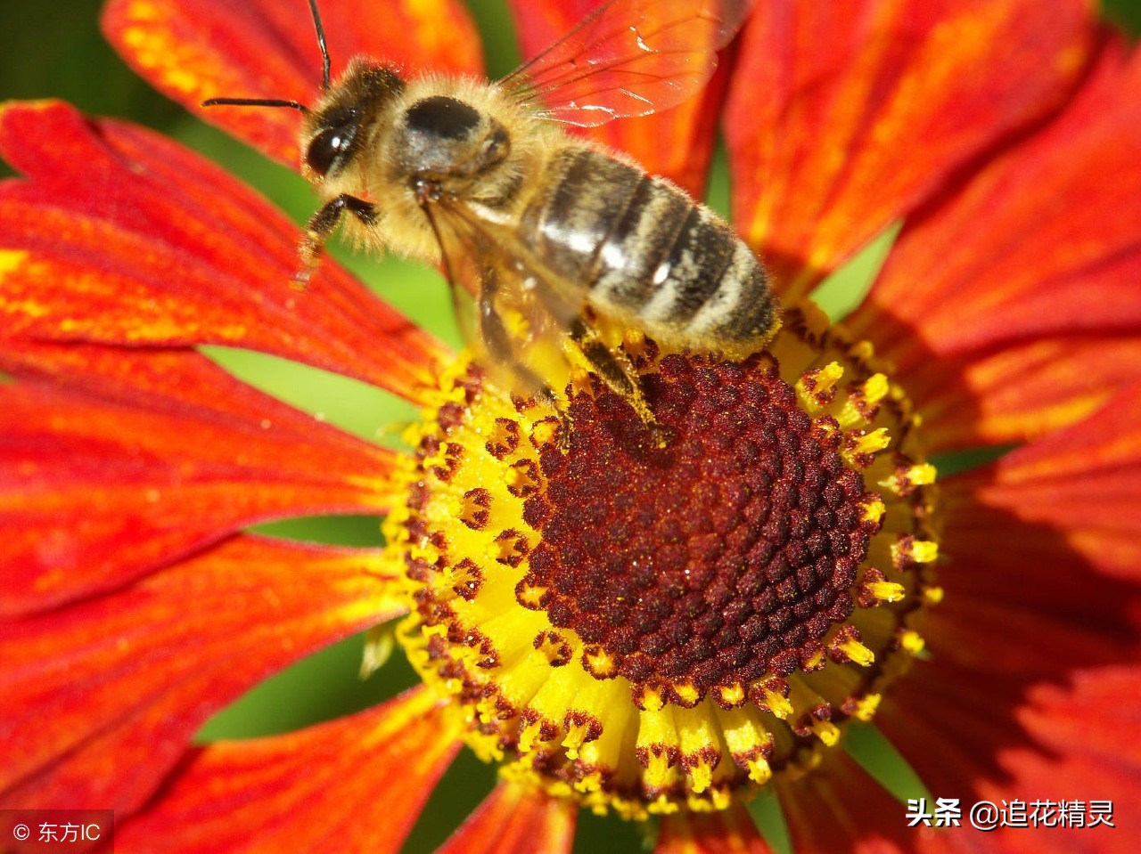 蜜蜂是大自然的馈赠,蜂蜜是大自然的产物