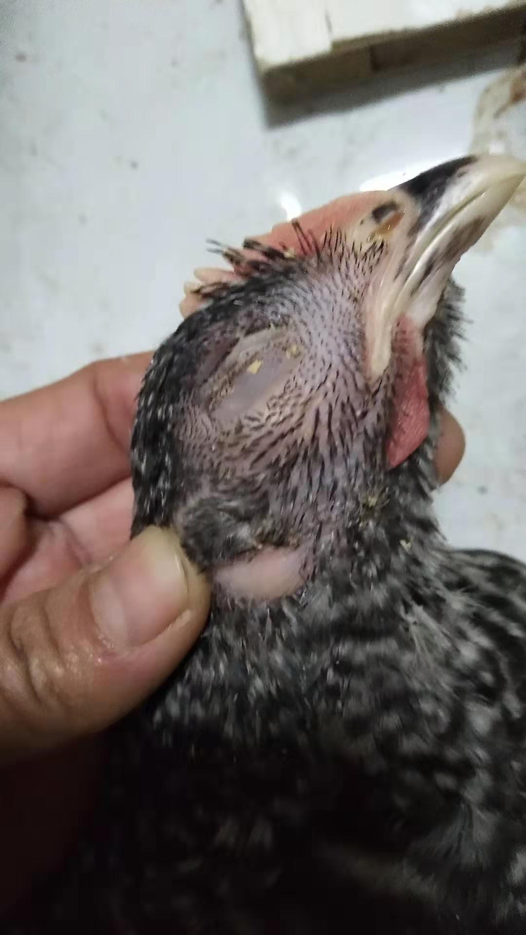 鸡肿头肿脸最快的治疗方法,鸡肿头肿脸的原因及治疗方法