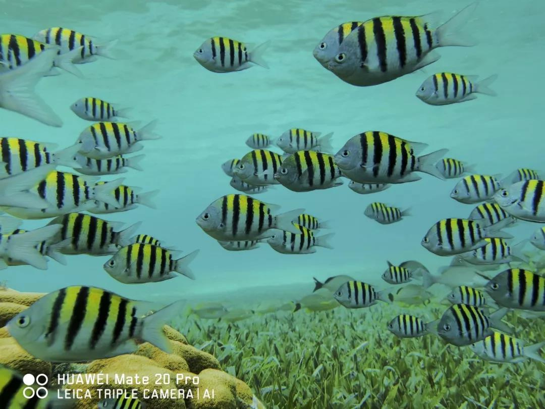 华为mate20pro水下拍摄,华为mate20pro水下测试