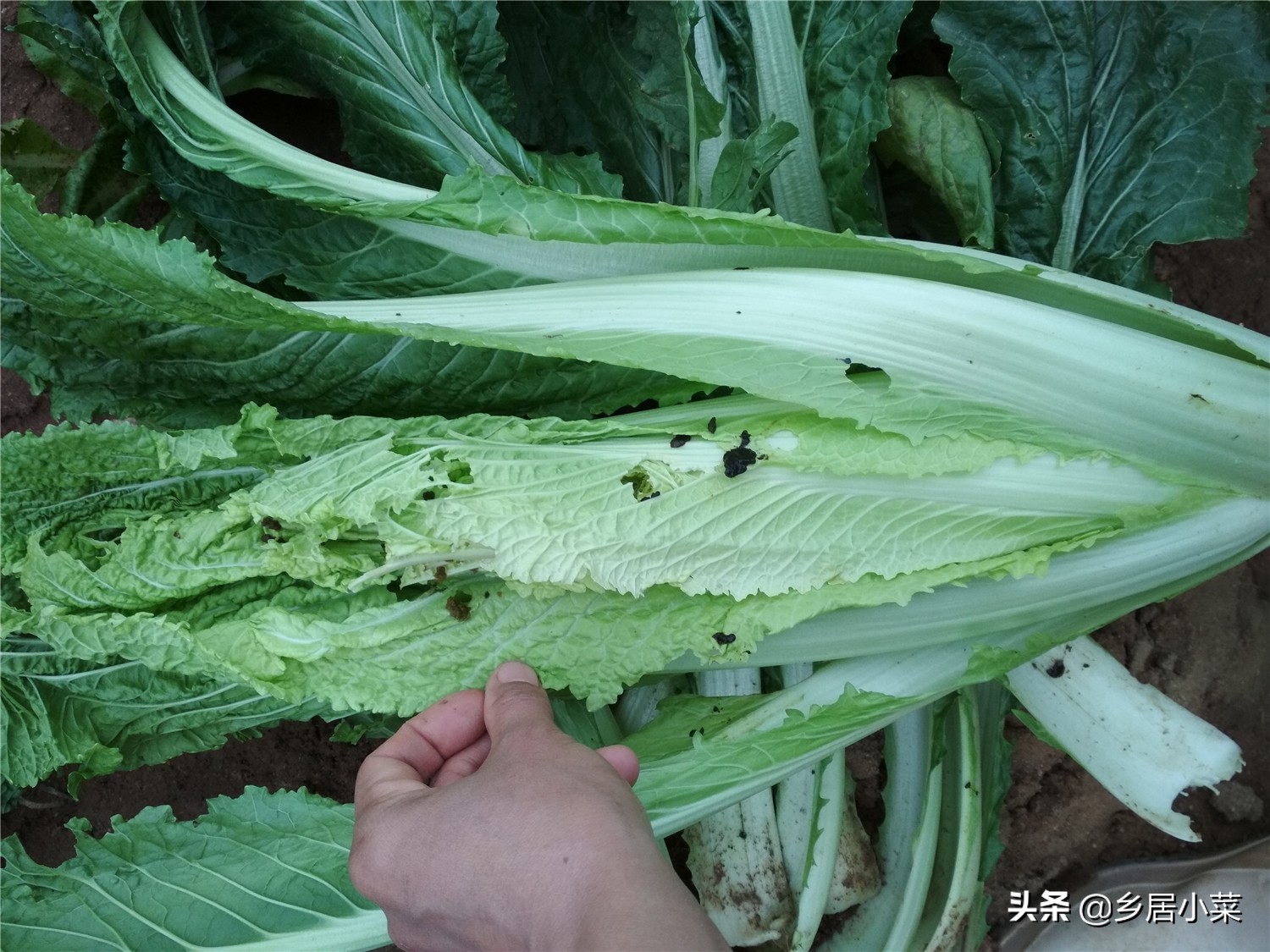 天暖和飞虫,天冷蚜虫能冻死吗