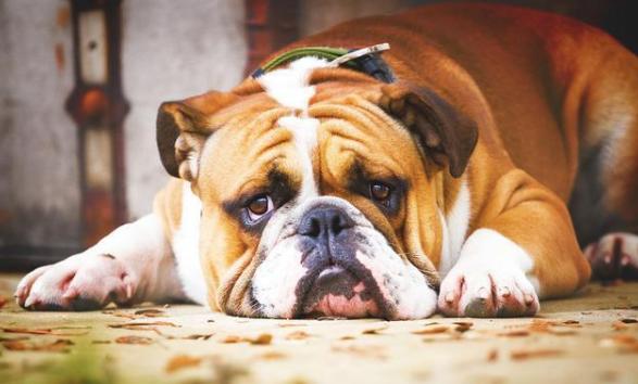 70岁日本主妇的日常生活,日本60岁主妇精致生活