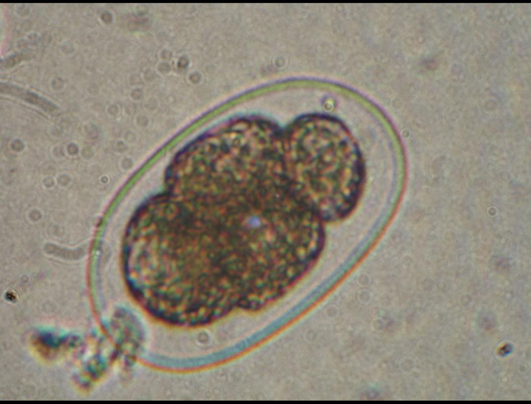 宠物寄生虫清除全过程,猫狗寄生虫治疗方法