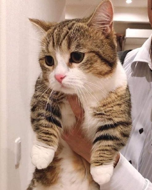 猫咪和主人的温馨时刻,和猫咪快乐的瞬间