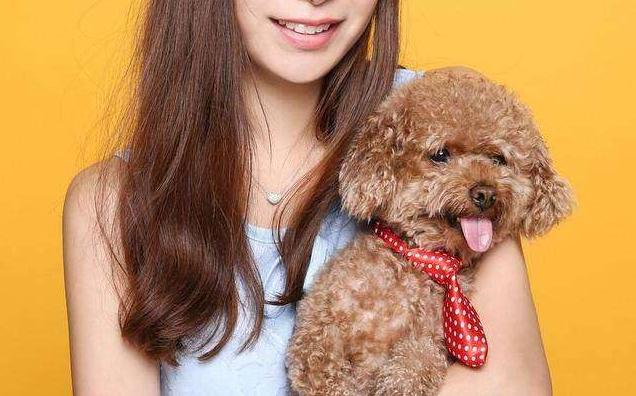 泰迪犬若有这4个行为,泰迪犬的动作意思