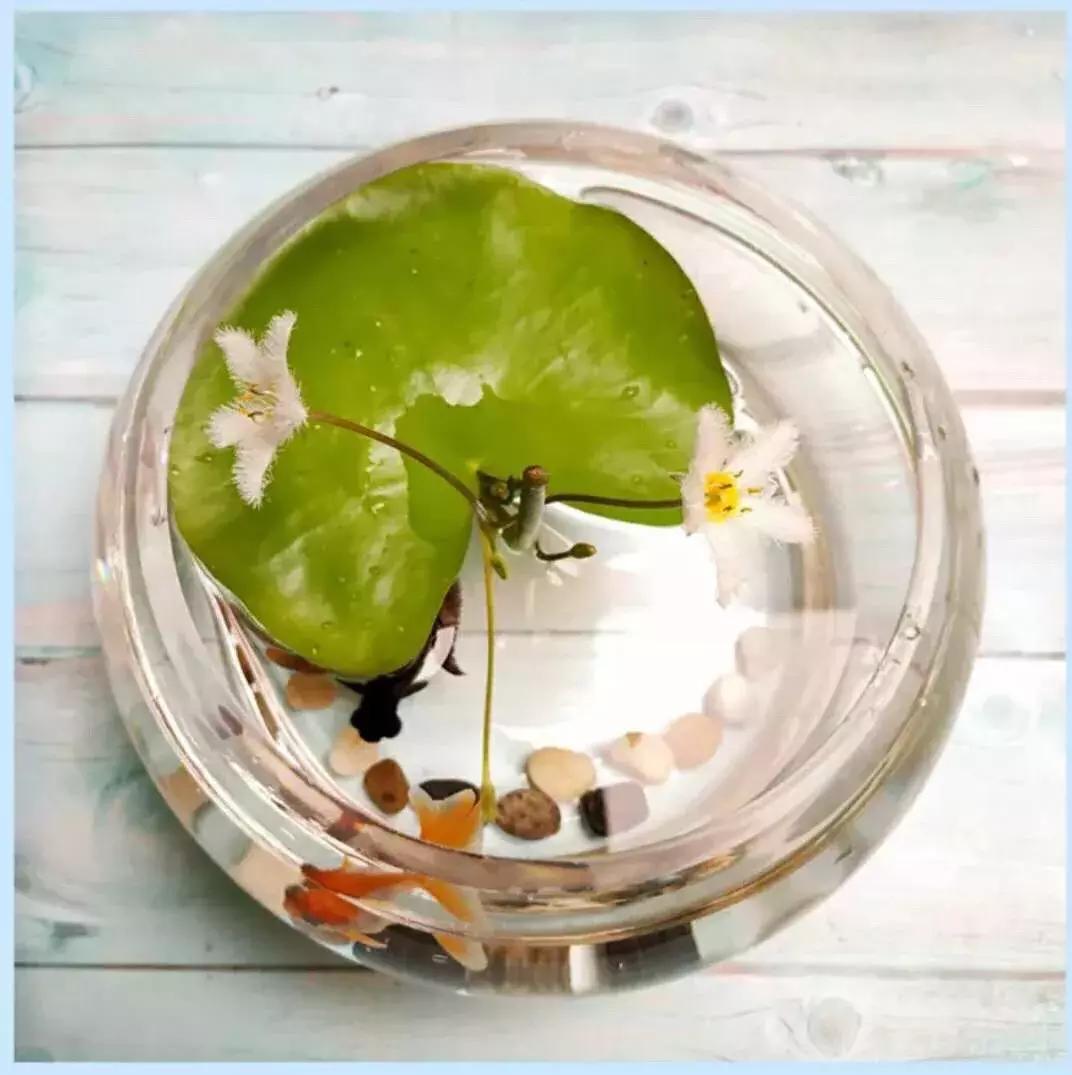 一叶莲叶子边缘发黄腐烂,一叶莲新叶发黄发黑为什么