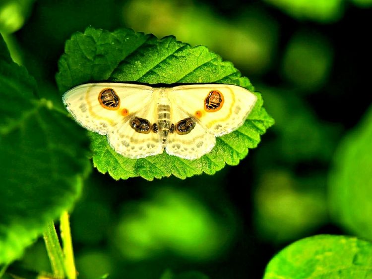 原创蝴蝶恋花,蝶恋花蝴蝶原唱