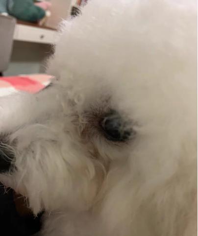 狗狗有泪痕是感染弓形虫了吗,生理盐水可以去除狗狗泪痕吗