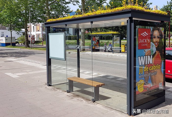 「双语」荷兰将316个公交站变成蜜蜂站