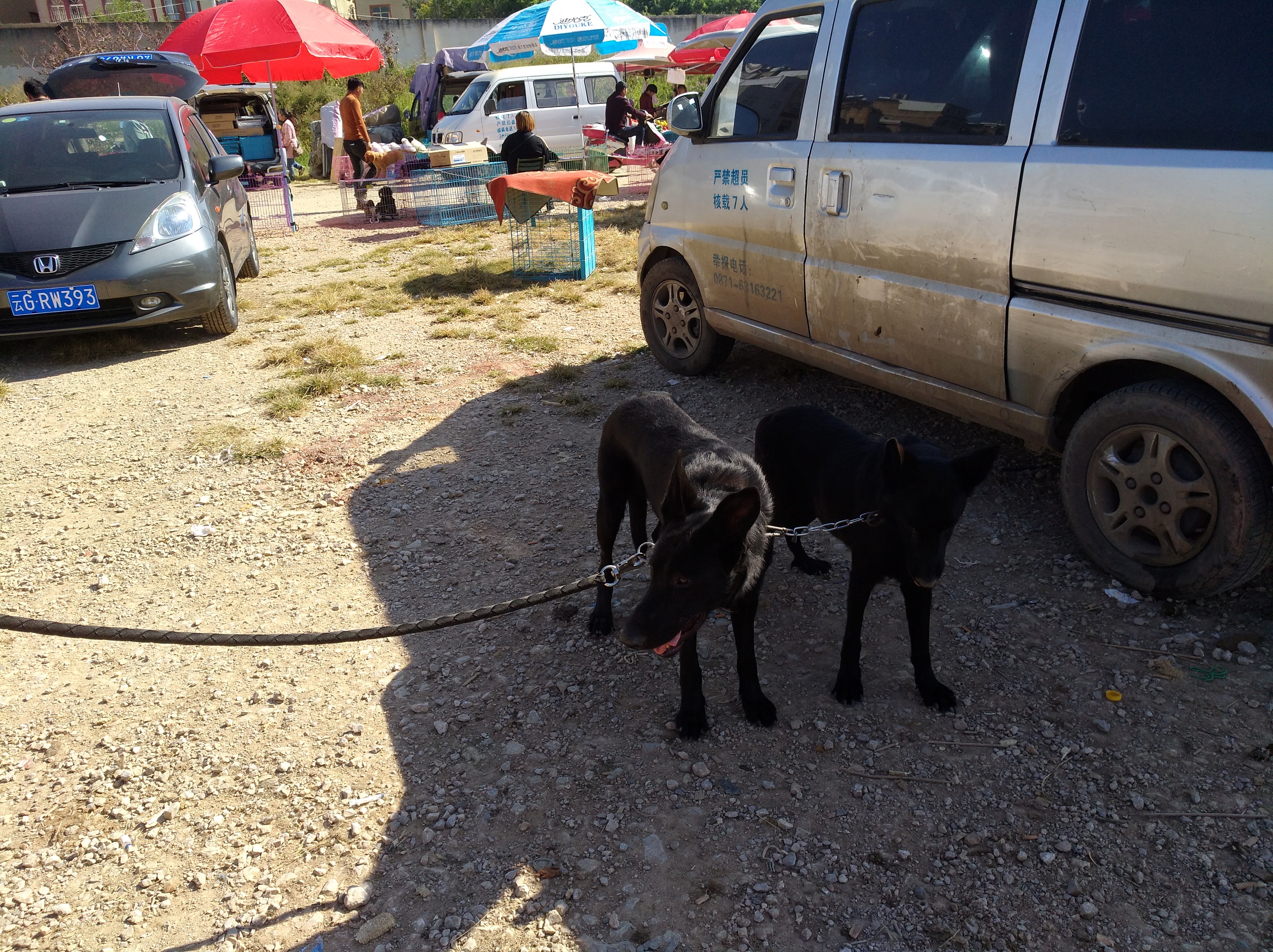 在狗市能看见哪些可爱的狗狗,在狗市选阿拉斯加