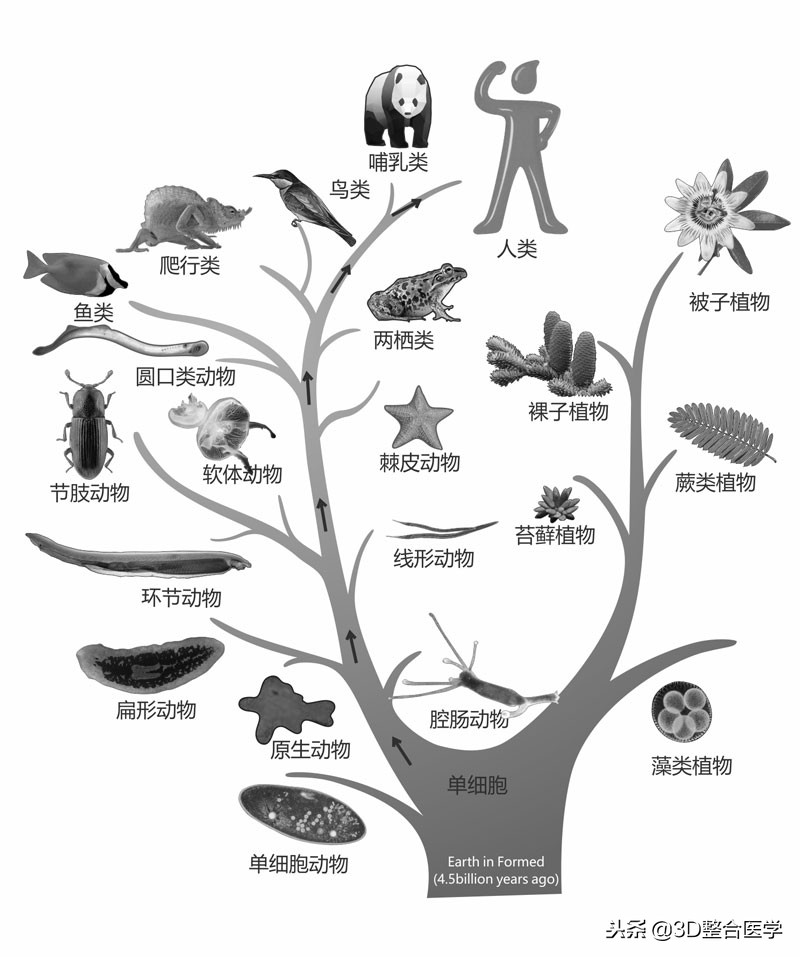 重磅连载——《3D医学》第一期