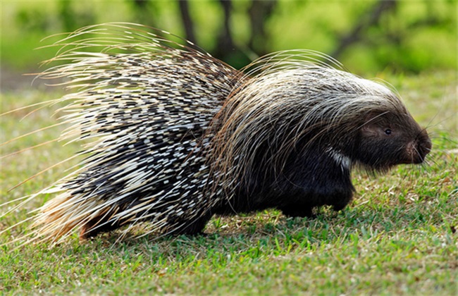 豪猪养殖的科学管理措施,豪猪养殖前景还很好吗